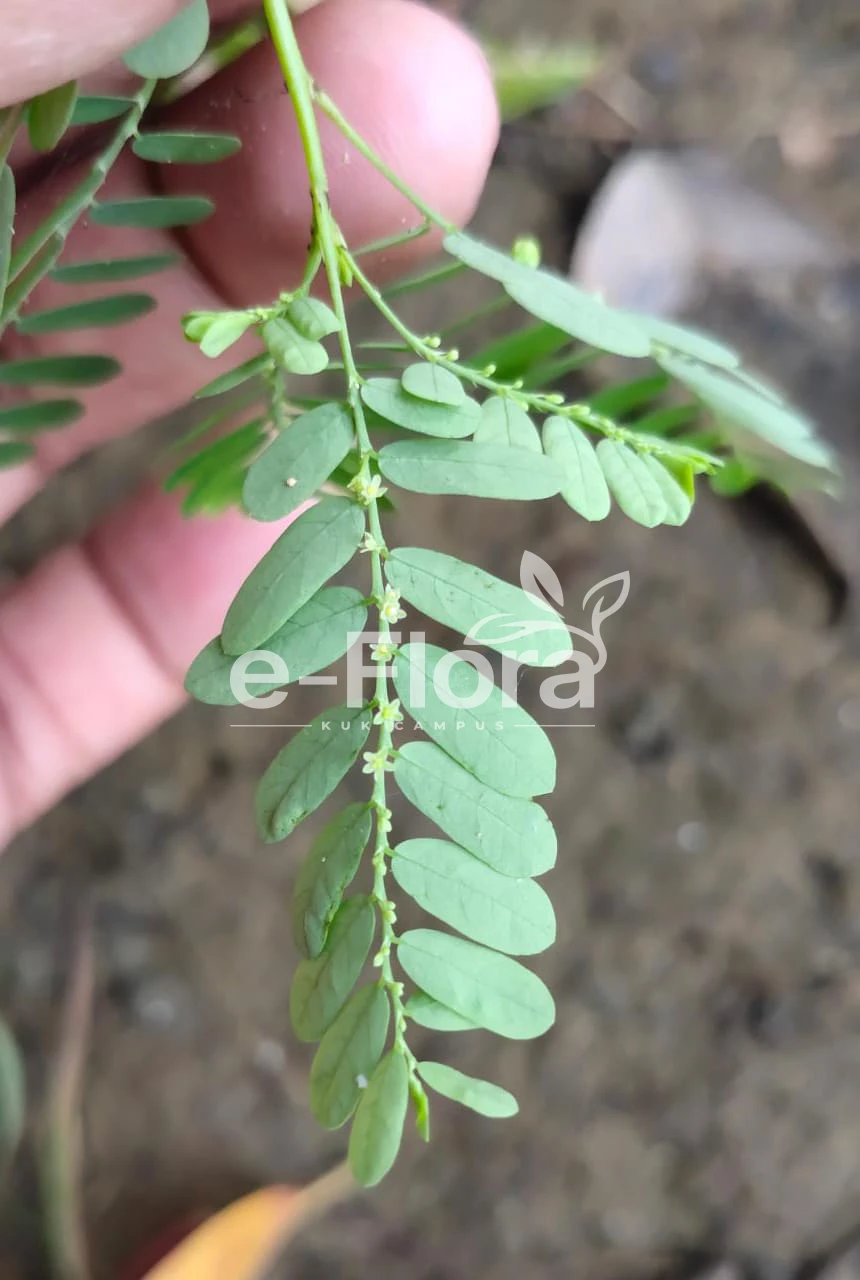 You are currently viewing Phyllanthus niruri L.