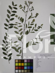 Phyllanthus reticulatus