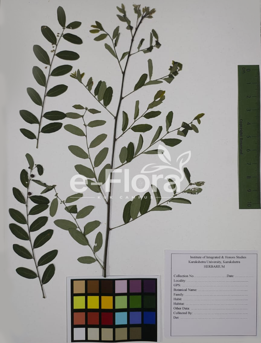 You are currently viewing Phyllanthus reticulatus