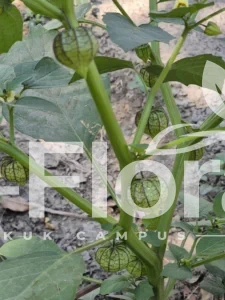 Read more about the article Physalis angulata L.