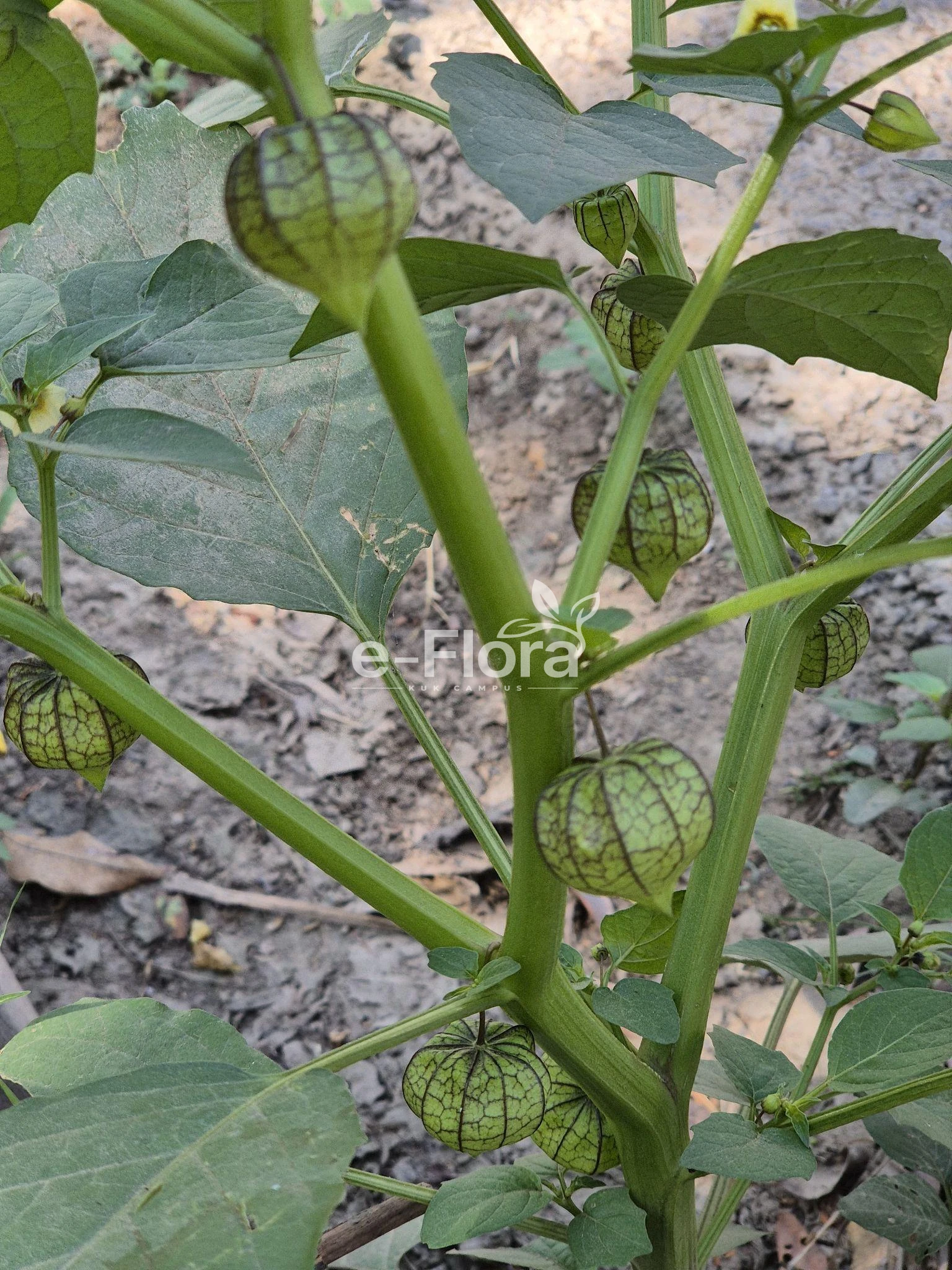 You are currently viewing Physalis angulata L.