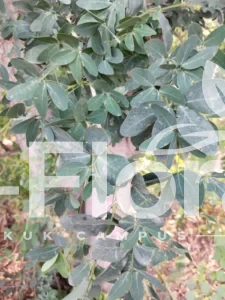 Read more about the article Pithecellobium dulce (Roxb.) Benth.