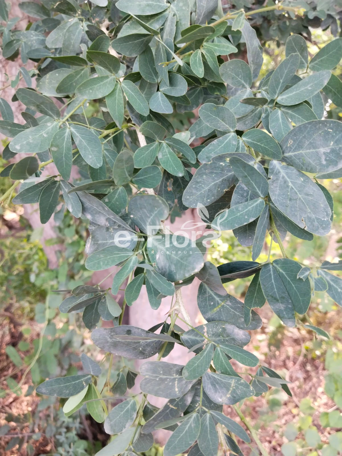 You are currently viewing Pithecellobium dulce (Roxb.) Benth.