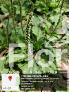 Read more about the article Plantago major L.