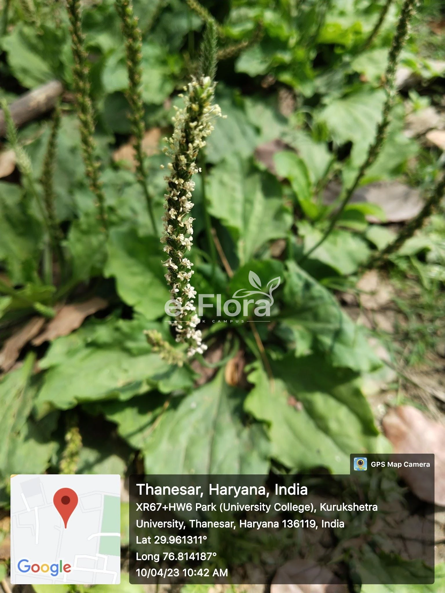 You are currently viewing Plantago major L.