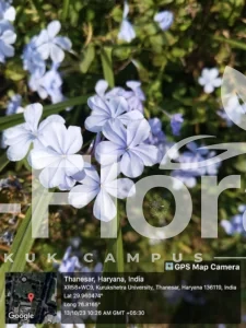 Read more about the article Plumbago auriculata Lam.