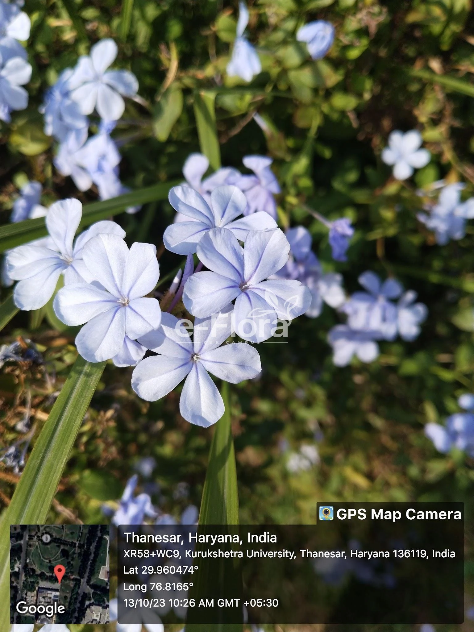 You are currently viewing Plumbago auriculata Lam.
