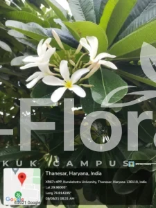 Read more about the article Plumeria obtusa L.