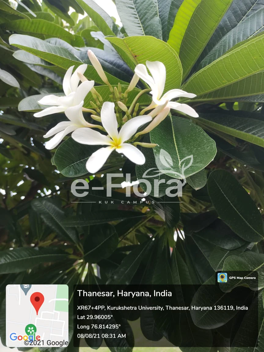 You are currently viewing Plumeria obtusa L.