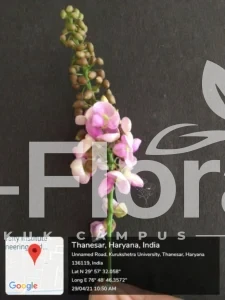Read more about the article Pongamia pinnata (L.) Pierre