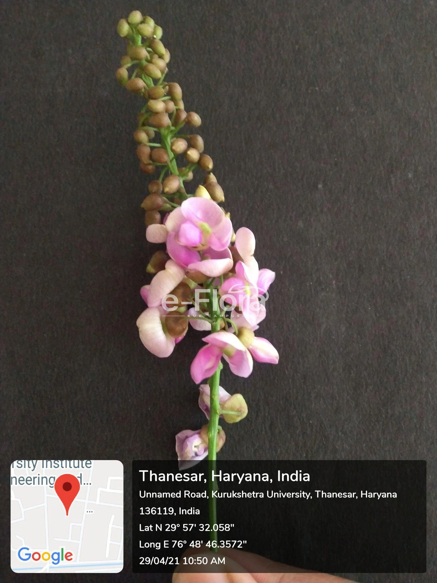 You are currently viewing Pongamia pinnata (L.) Pierre