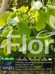 Read more about the article Populus alba L.