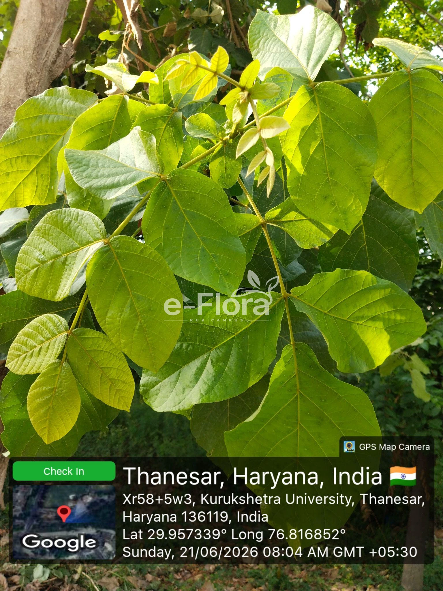 You are currently viewing Populus alba L.