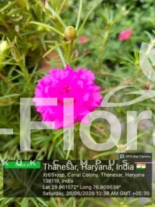 Read more about the article Portulaca grandiflora Hook.​