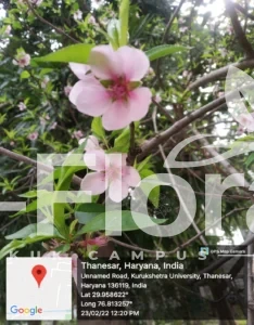 Read more about the article Prunus persica (L.) Batsch