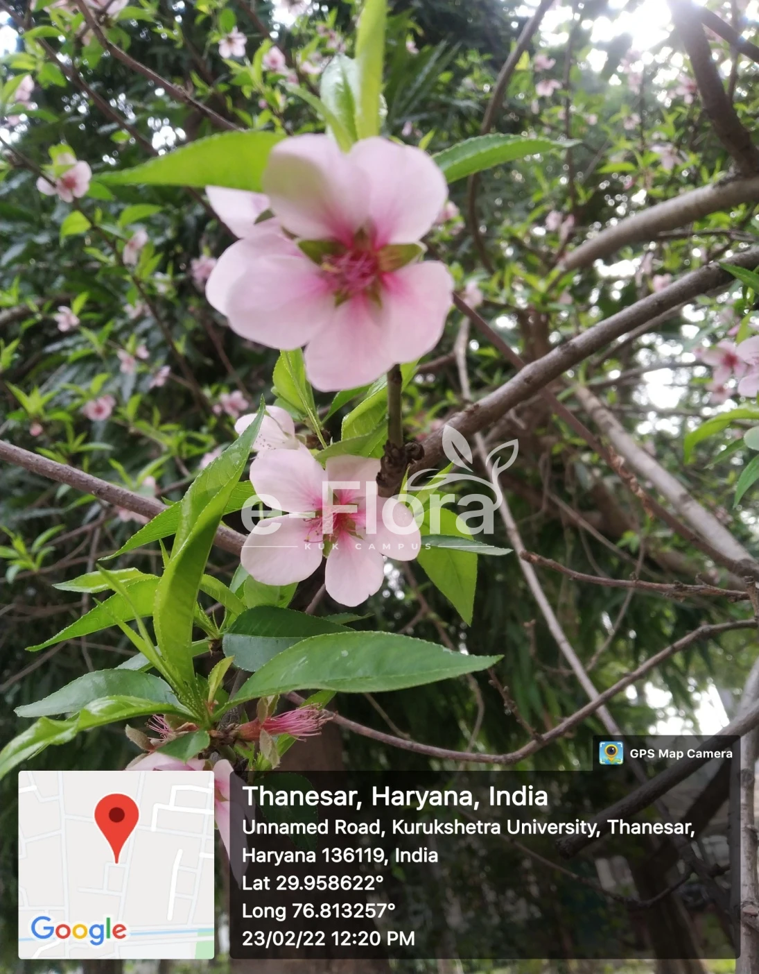 You are currently viewing Prunus persica (L.) Batsch