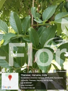 Read more about the article Psidium guajava L.​
