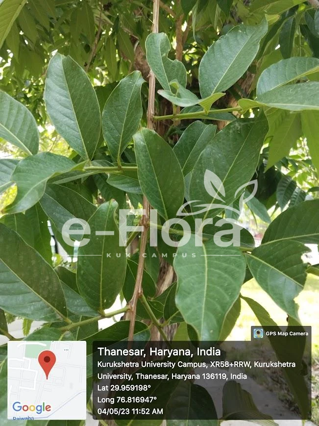 You are currently viewing Psidium guajava L.​