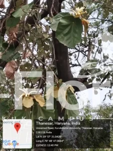Read more about the article Pterospermum acerifolium (L.) Willd.
