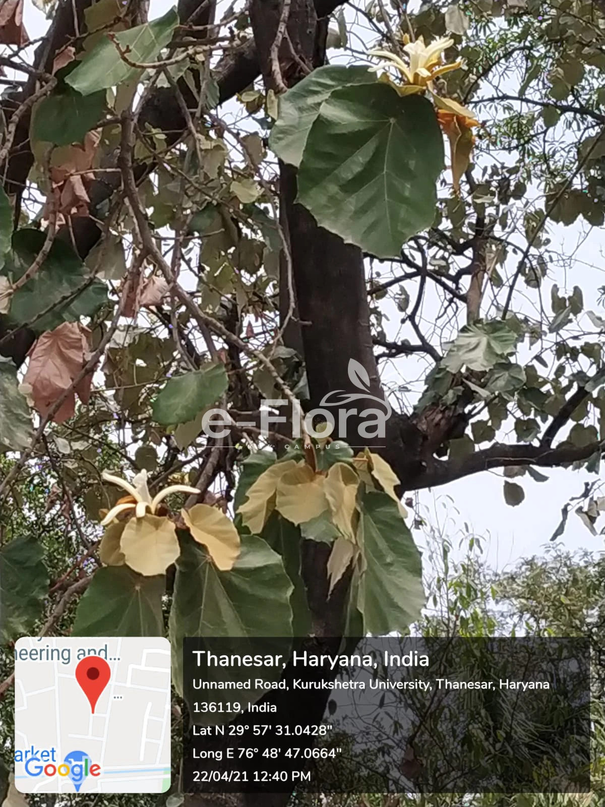 You are currently viewing Pterospermum acerifolium (L.) Willd.