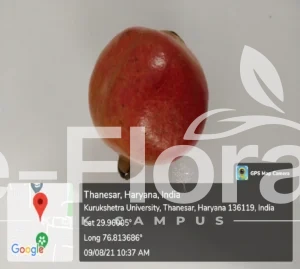 Read more about the article Punica granatum L.