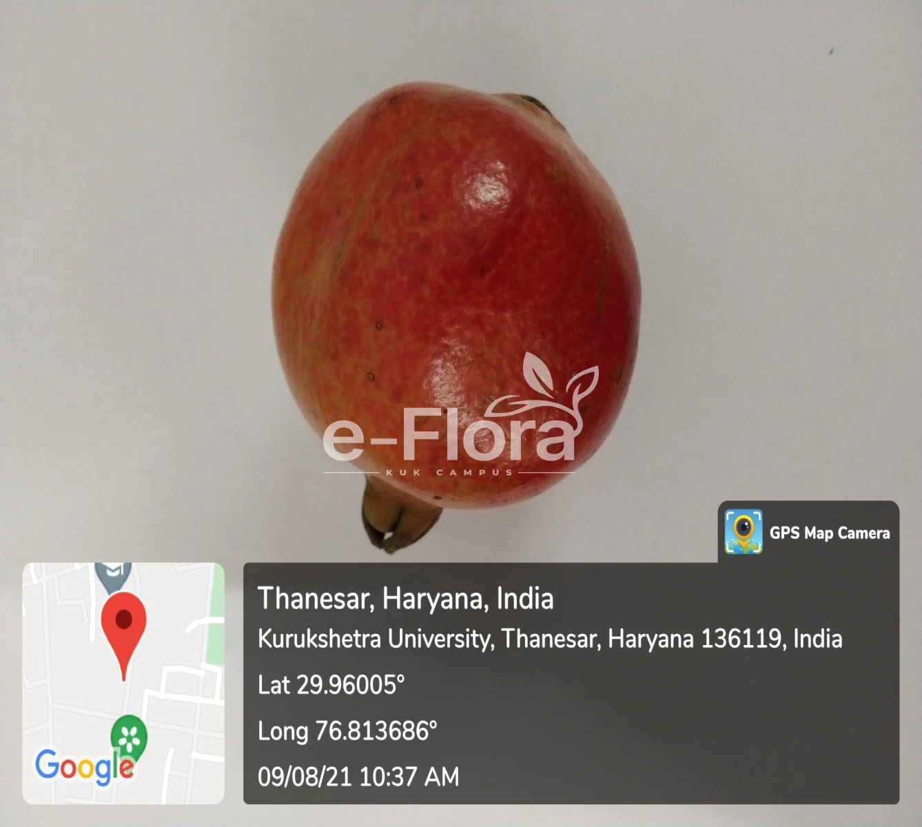 You are currently viewing Punica granatum L.