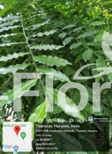 Read more about the article Putranjiva roxburghii Wall.