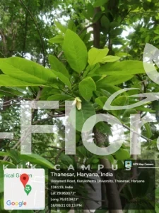 Read more about the article Rauvolfia serpentina (L.) Benth. ex Kurz