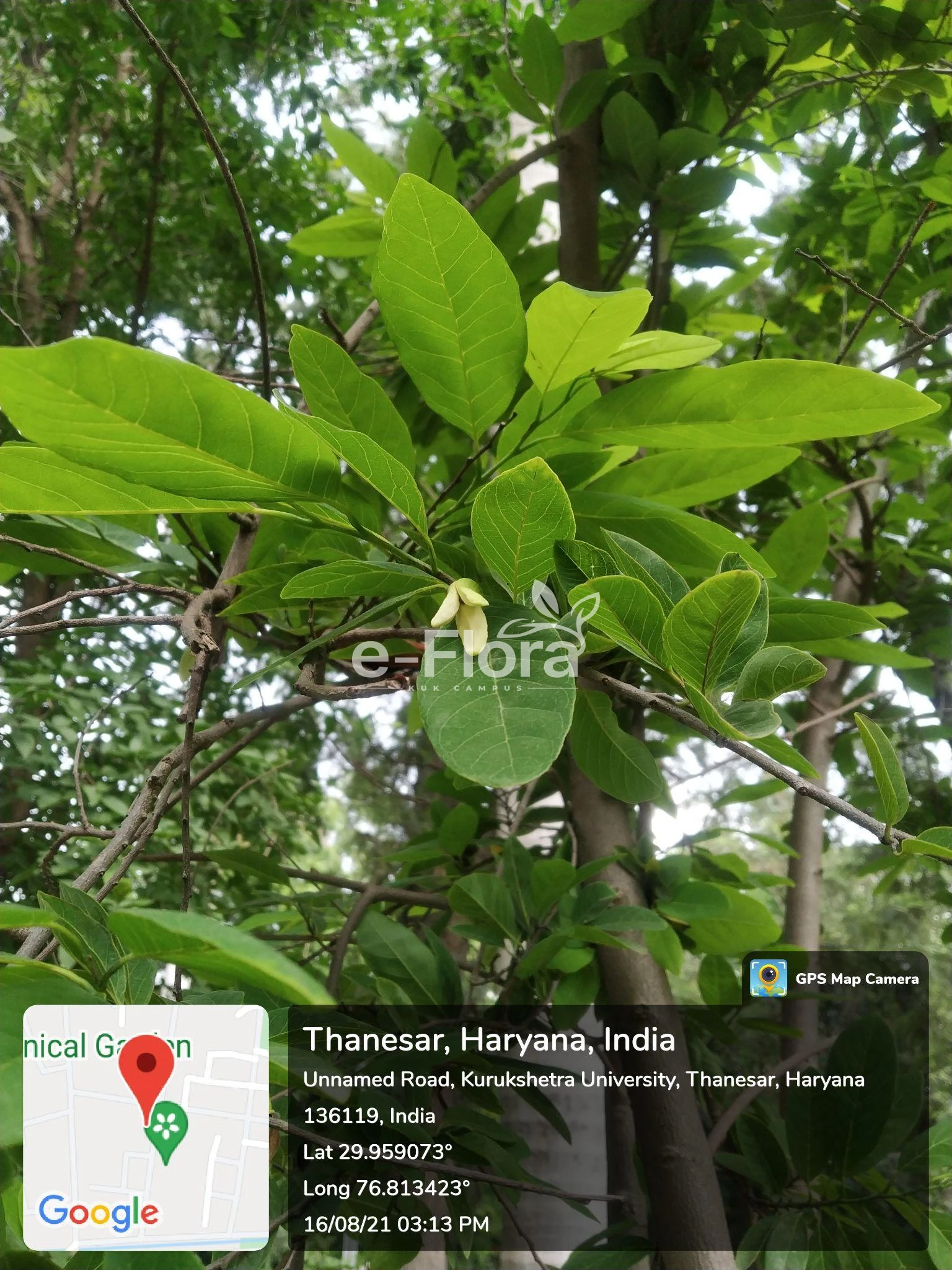 You are currently viewing Rauvolfia serpentina (L.) Benth. ex Kurz