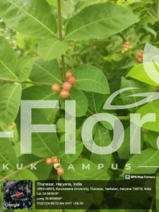 Read more about the article Rauvolfia tetraphylla L.