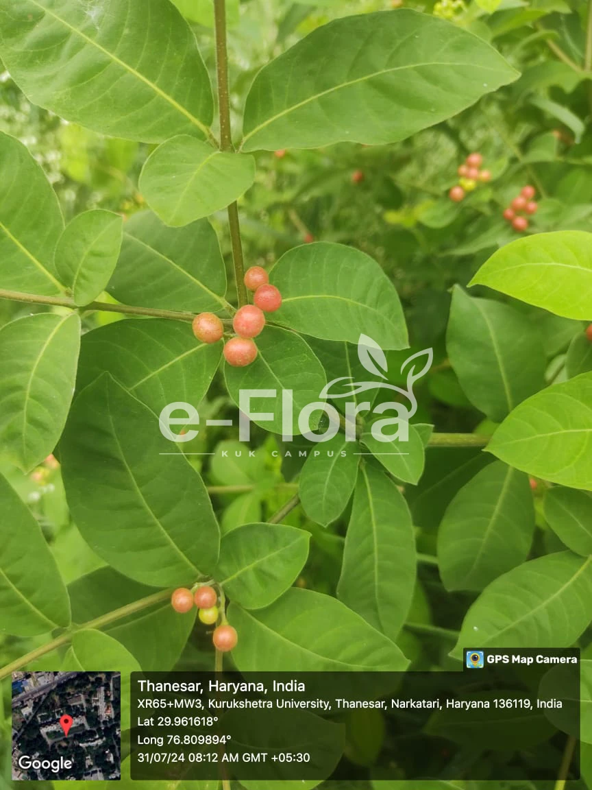 You are currently viewing Rauvolfia tetraphylla L.