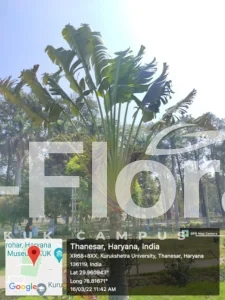 Read more about the article Ravenala madagascariensis Sonn.