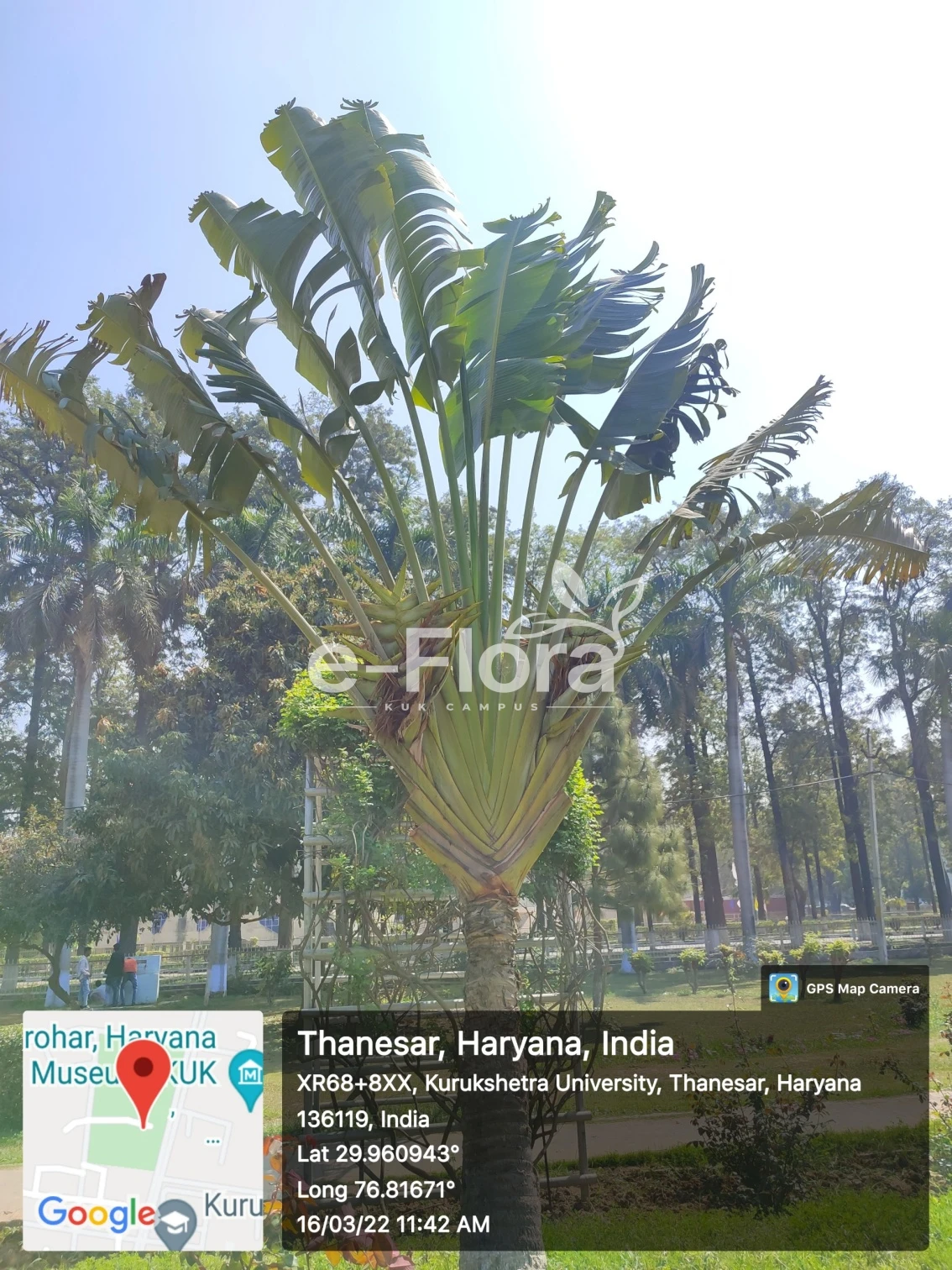 You are currently viewing Ravenala madagascariensis Sonn.