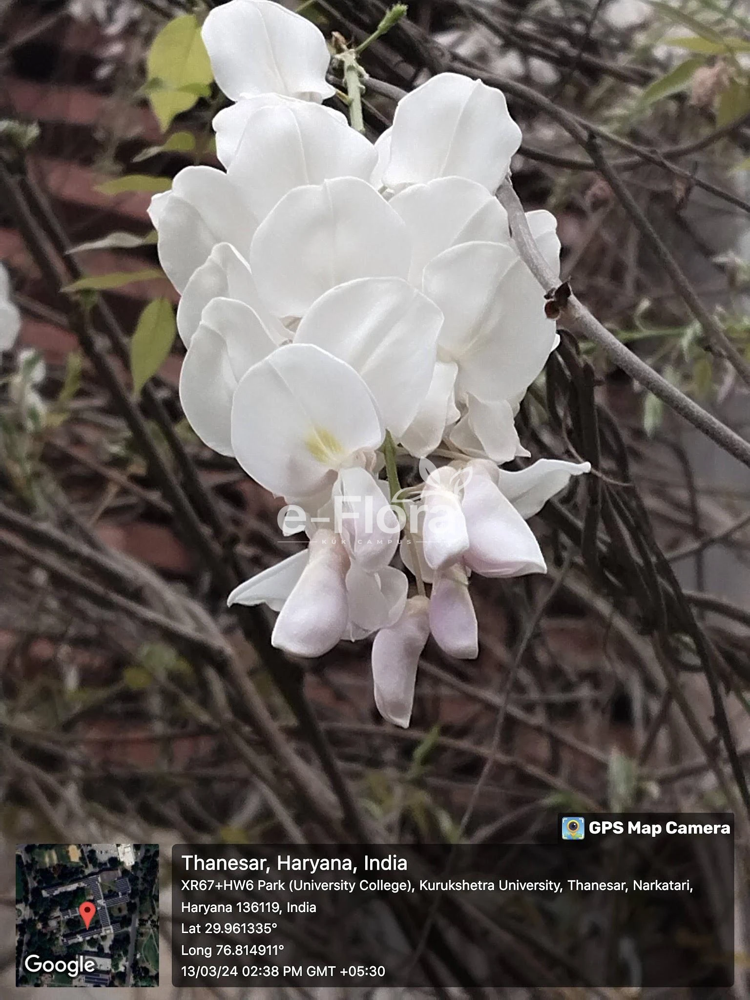 You are currently viewing Robinia pseudoacacia L.