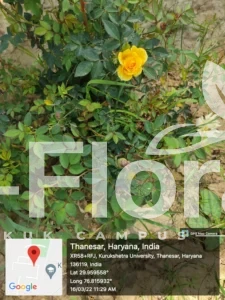 Read more about the article Rosa indica L.