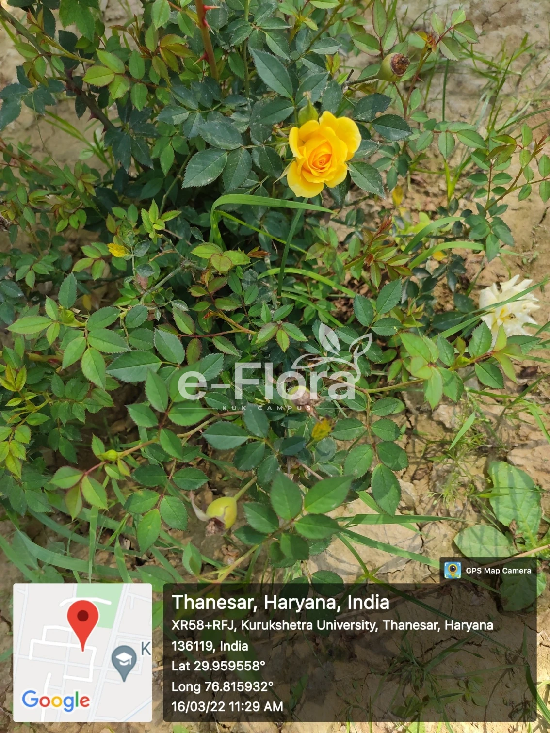 You are currently viewing Rosa indica L.