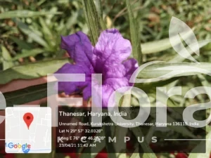 Read more about the article Ruellia simplex C. Wright