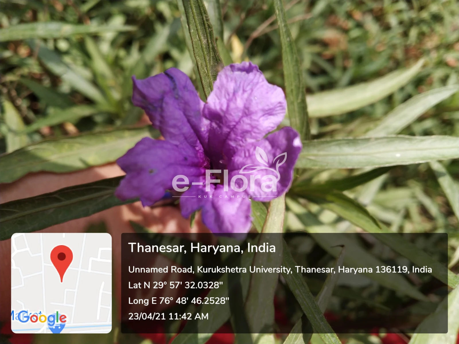 You are currently viewing Ruellia simplex C. Wright