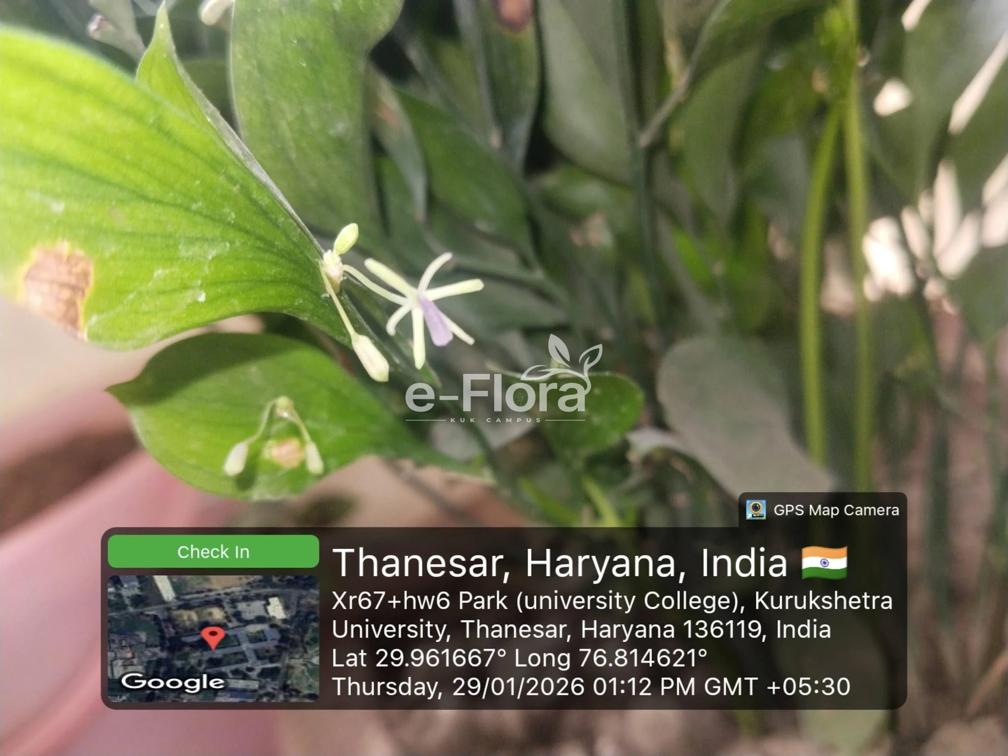 You are currently viewing Ruscus aculeatus L.
