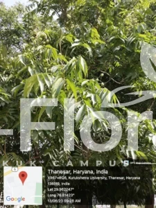 Read more about the article Sapindus mukorossi Gaertn.