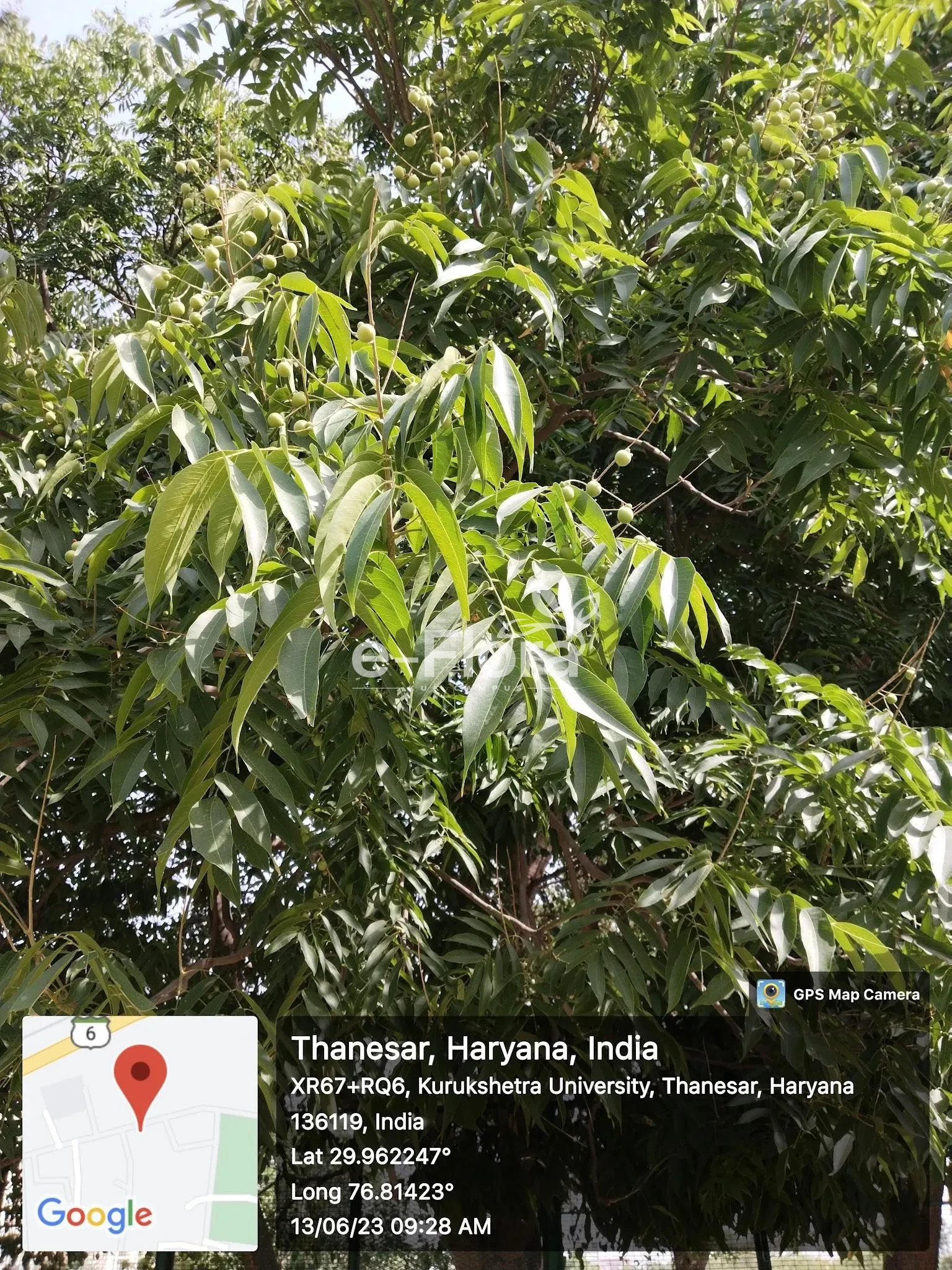 You are currently viewing Sapindus mukorossi Gaertn.