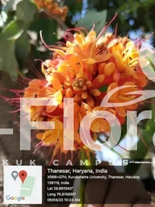 Read more about the article Saraca asoca (Roxb.) W.J.de Wilde.