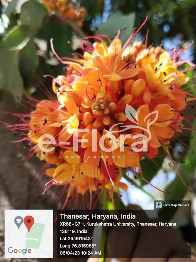 You are currently viewing Saraca asoca (Roxb.) W.J.de Wilde.