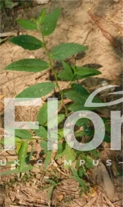 Read more about the article Sida acuta Burm.f.