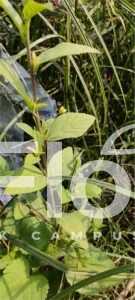 Read more about the article Sida rhombifolia L.