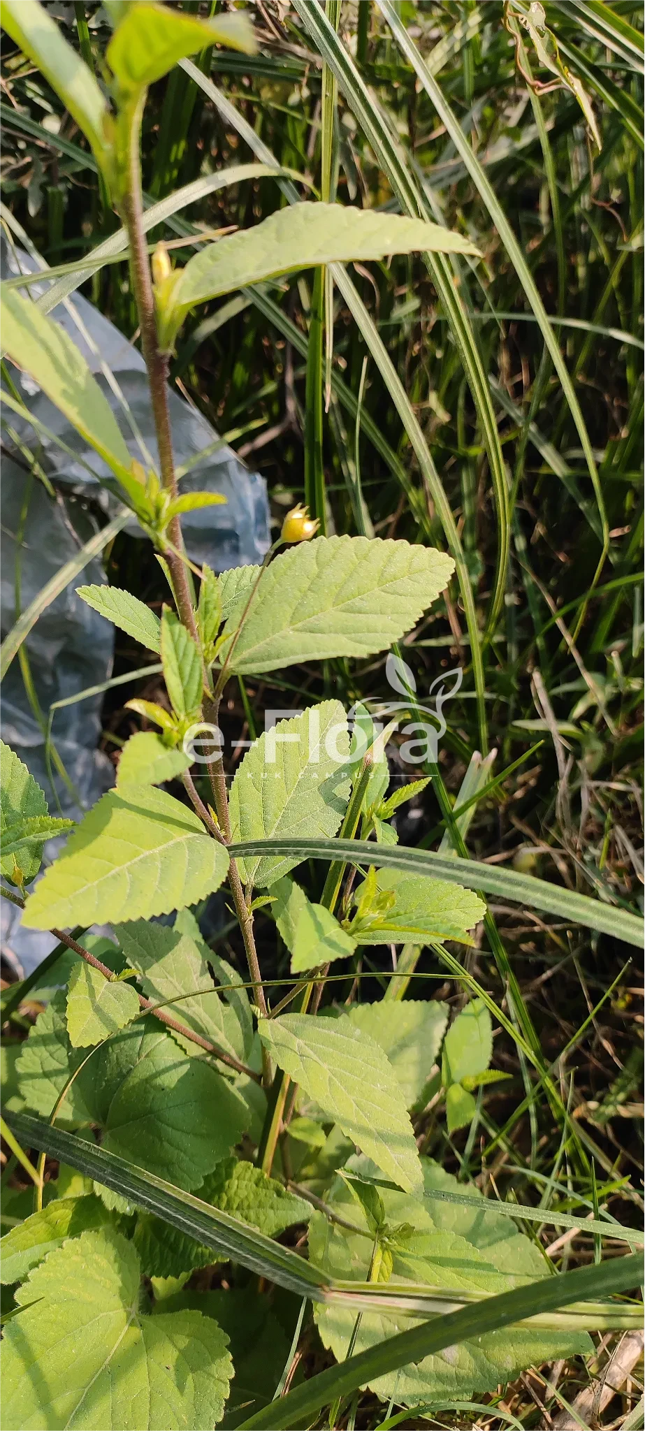 You are currently viewing Sida rhombifolia L.