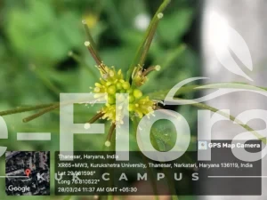 Read more about the article Sisymbrium irio L.