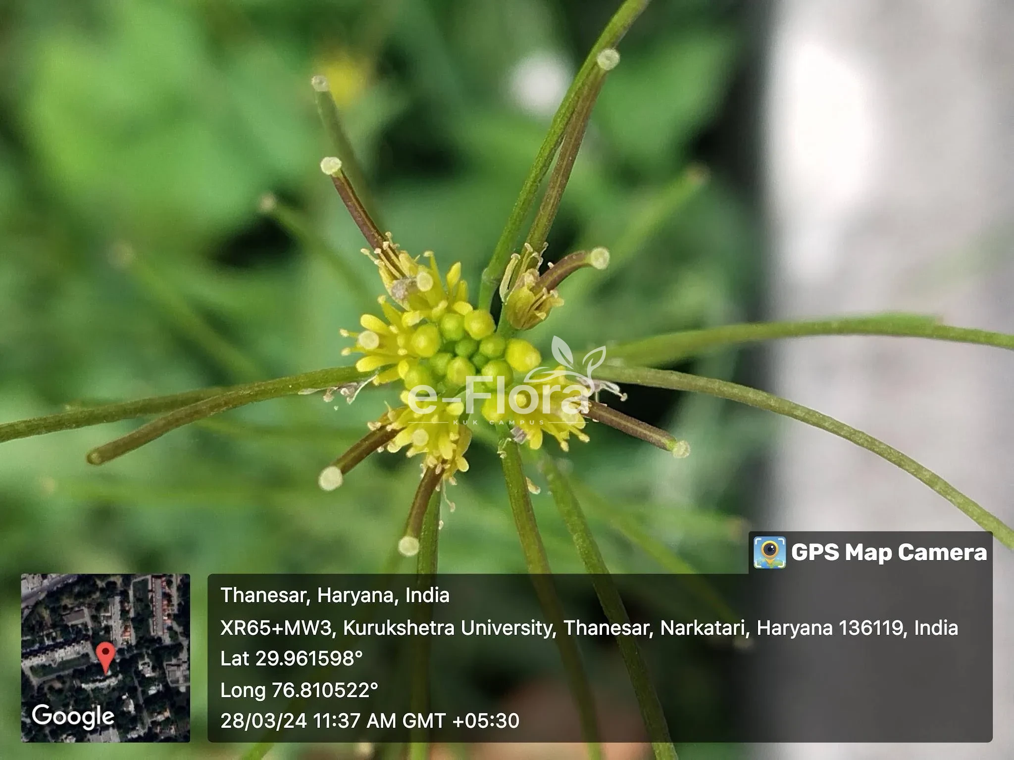 You are currently viewing Sisymbrium irio L.