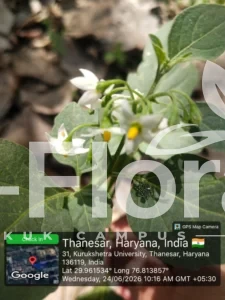 Read more about the article Solanum nigrum L.