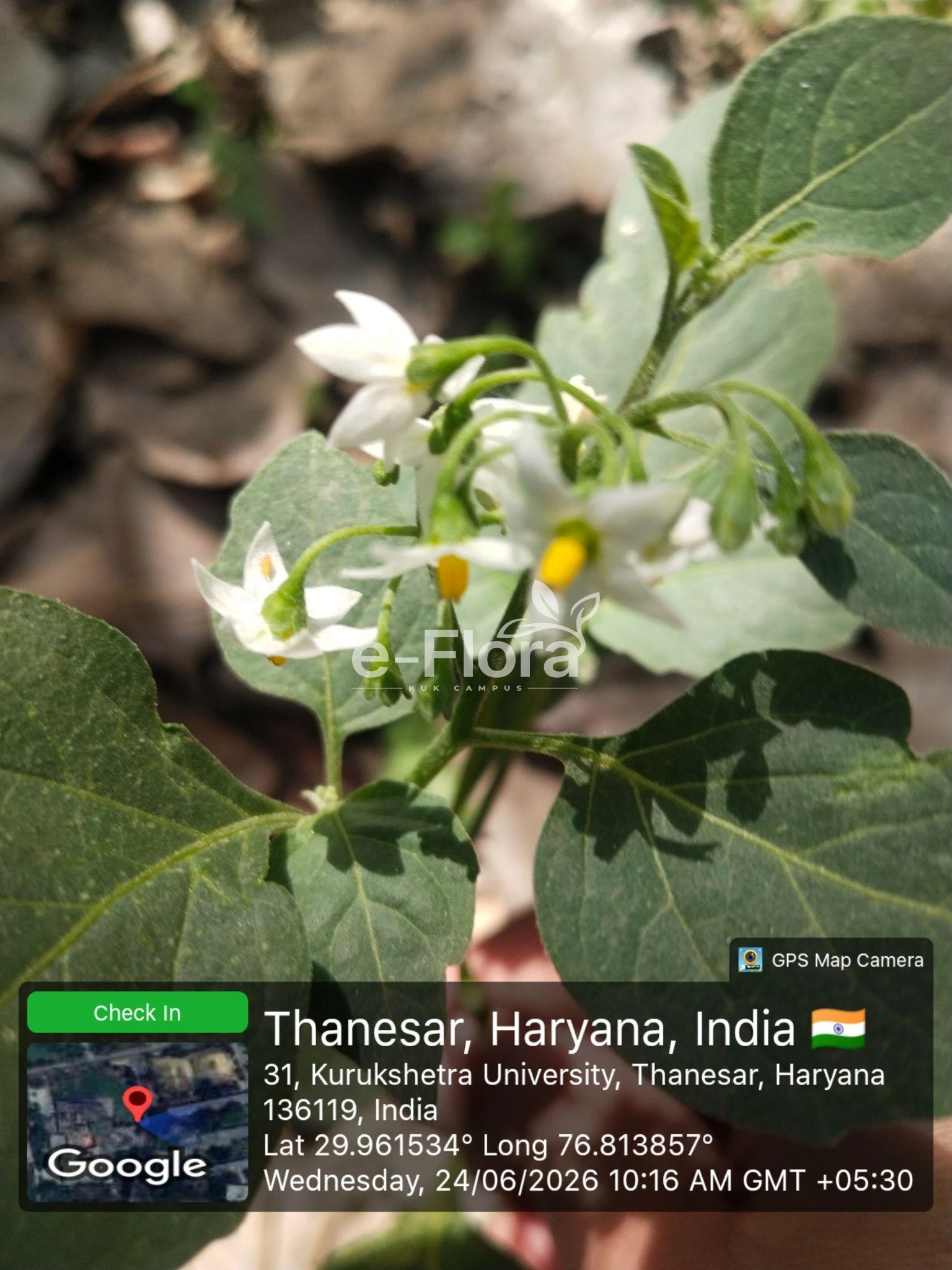 You are currently viewing Solanum nigrum L.